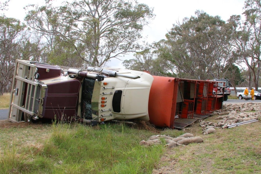 A truck on side, dead sheep thrown on grass