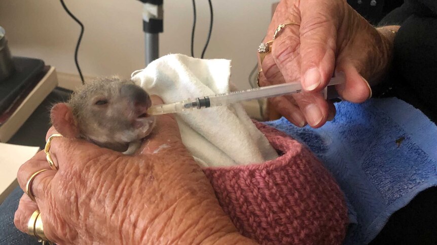 A small koala joey is fed from a syringe and held on a carer's lap.