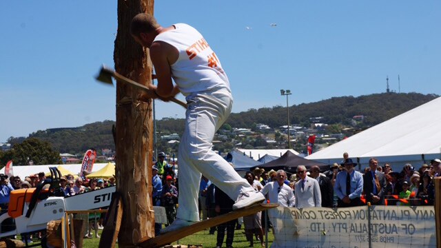 A wood chopping display at the Albany Agricultural Show is watched by Prince Charles.