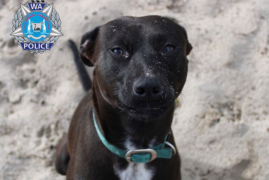 A black dog looks at the camera, sand in background.
