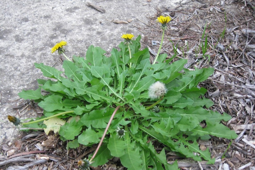 Dandelions are good source of essential vitamins.