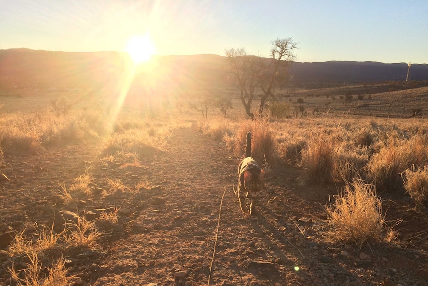 A cat with dark brown spots walks through a desert valley with the sun setting behind it and the hills.