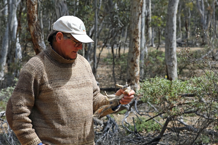 A man holding a numbat