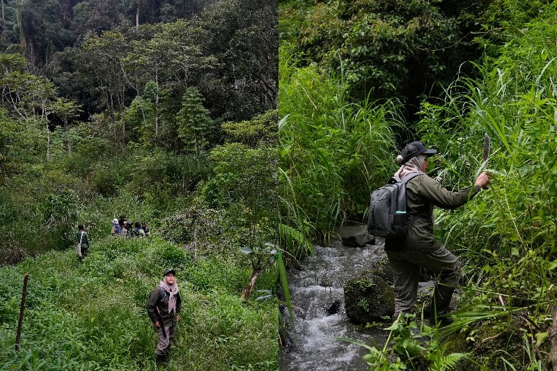 Two photos of an Indonesian woman clearing the path in an Indonesian forest.