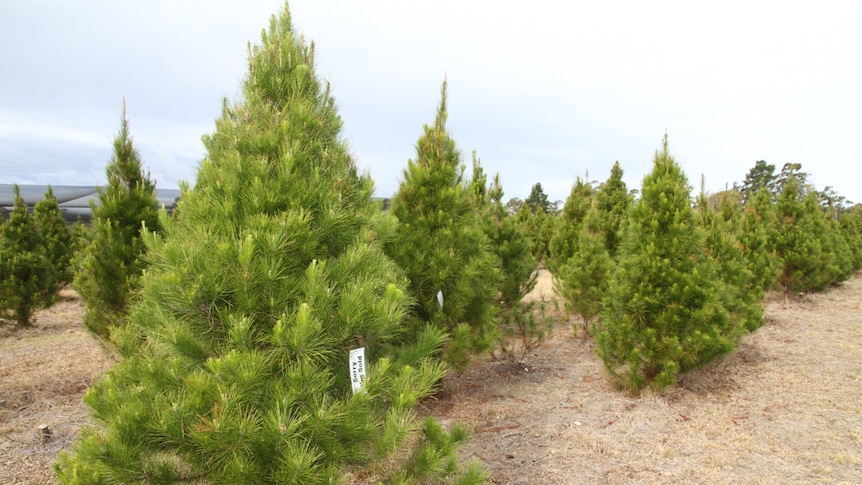 Big green Christmas trees in a dry paddock