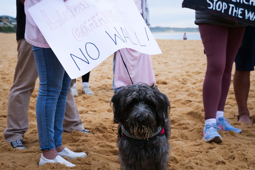 A Wamberal seawall protest sign with a dog