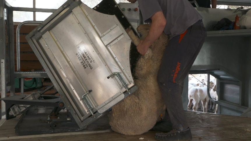 A sheep sitting on its bottom between two metal plates, with a man holding its legs.