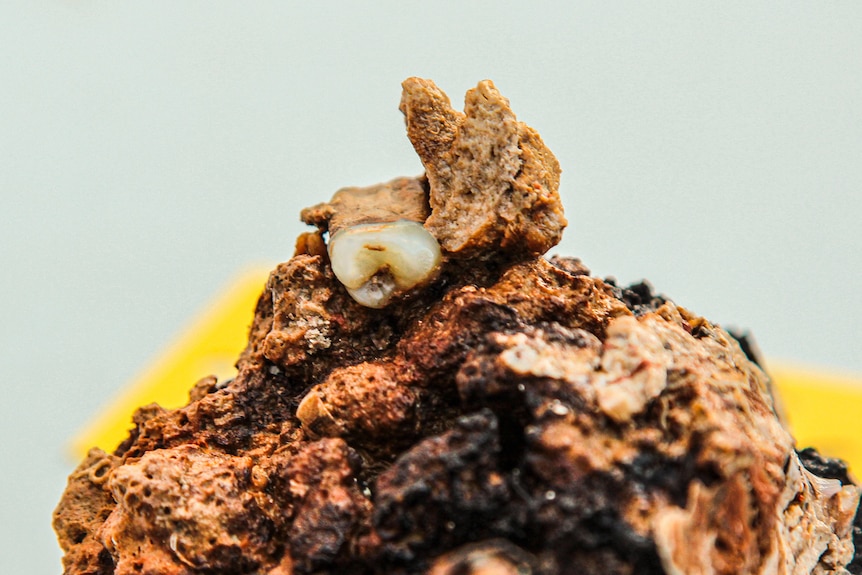 A close up of a tooth laying on a pile of dirt.