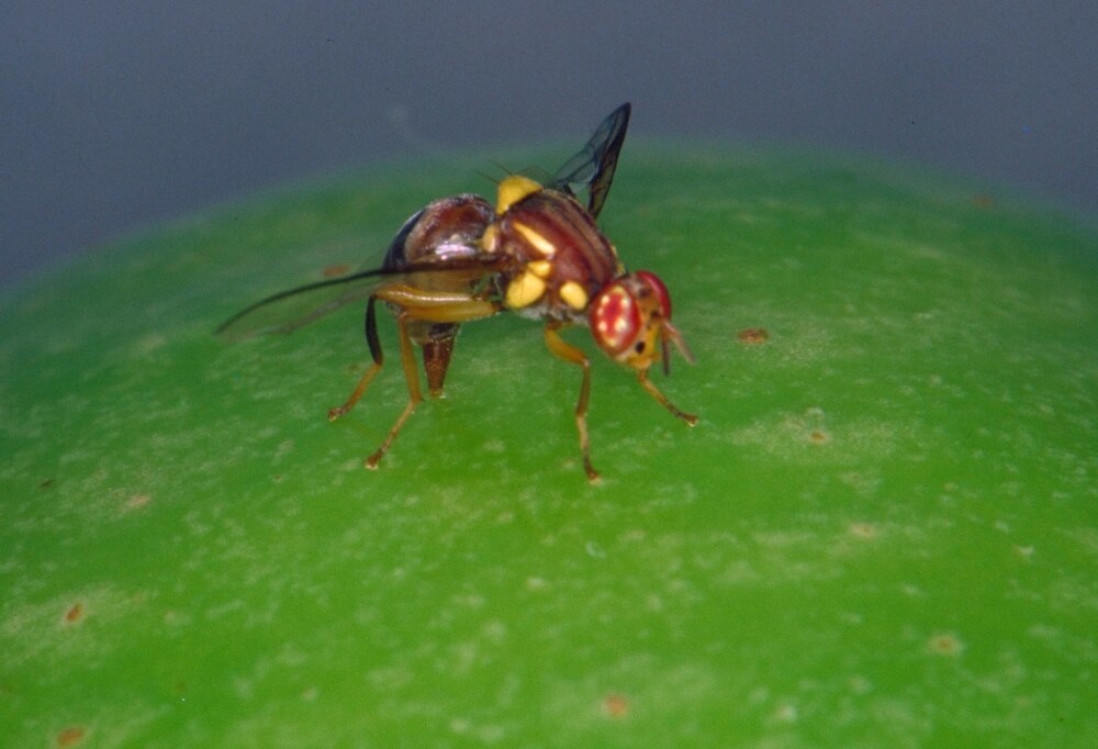 Fruit fly spike in Queensland mangoes prompts import rethink by South
