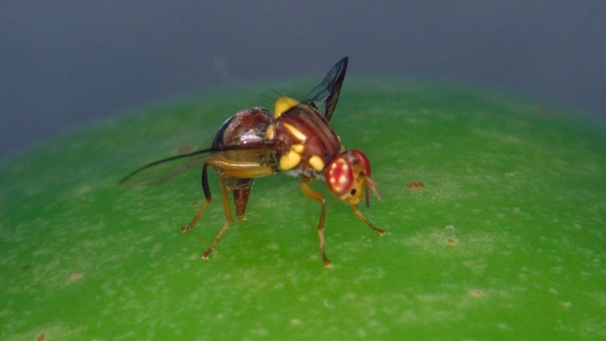 Queensland fruit fly