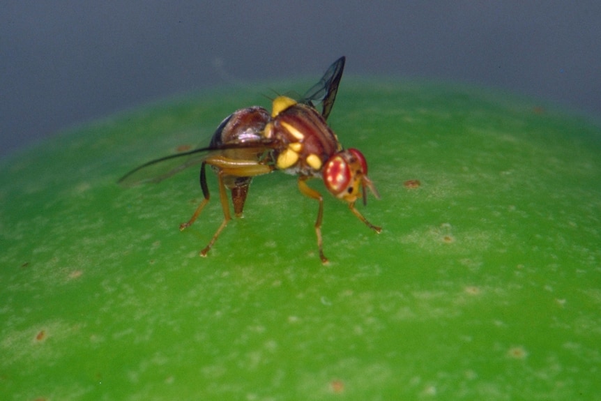 Queensland fruit fly