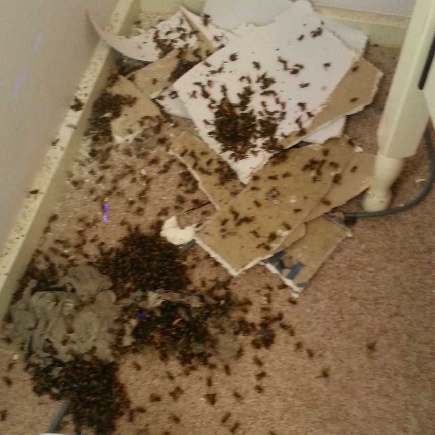 Pile of wasps on the floor of a Mawson house after being exterminated.