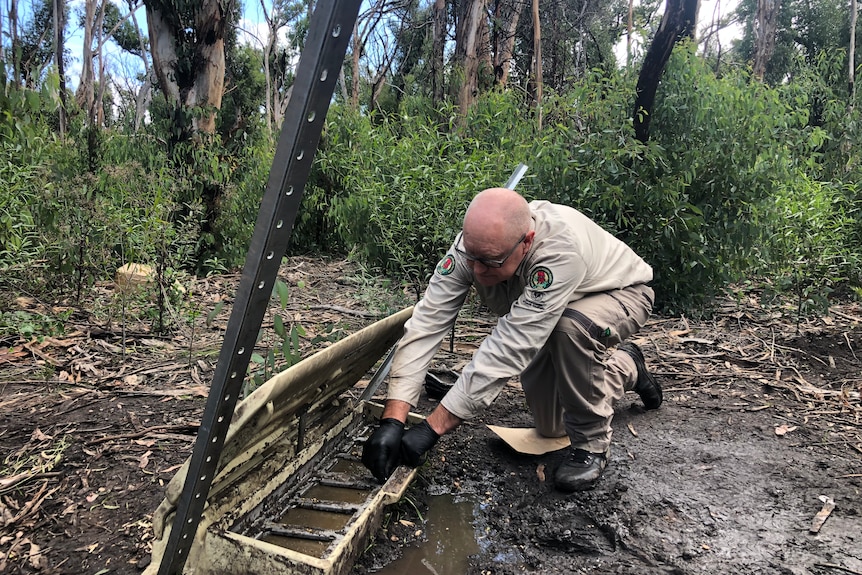 A man wearing khaki leans over a baiting station in a patch of mud.