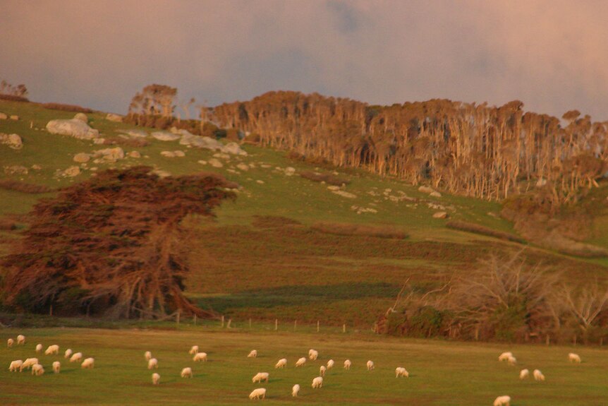 Flinders Island sheep grazing