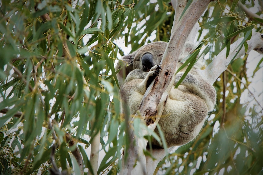 Green gum leaves in the foreground, koala sitting in branches, eyes closed. 
