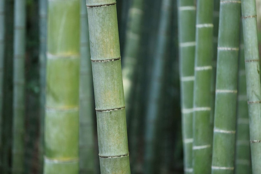 Close up of green bamboo stalks.