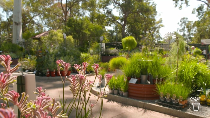 Outdoor garden nursery filled with Australian native plants