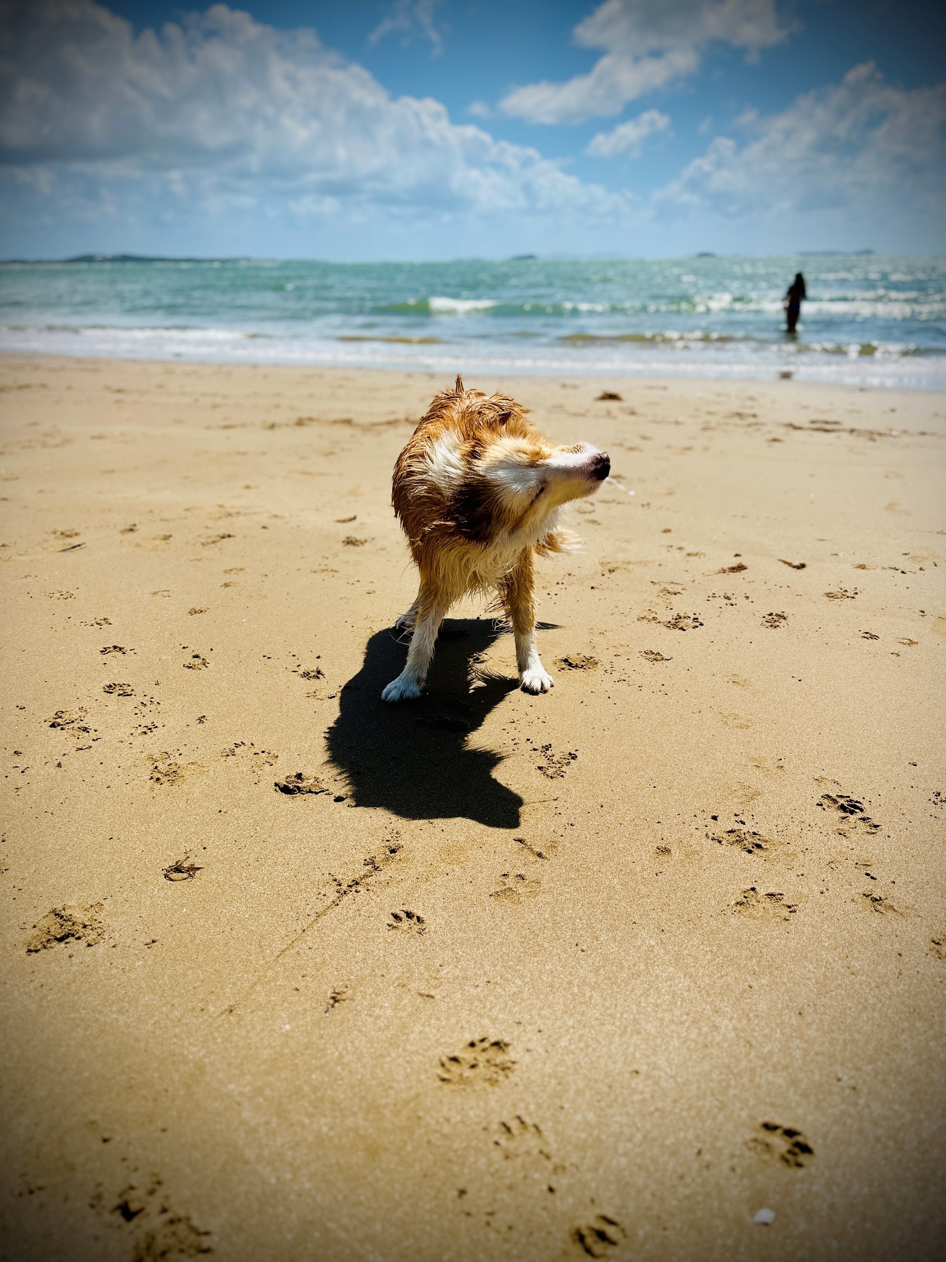 A wheaten border collie dog stands on the sand and shakes off water at the beach.