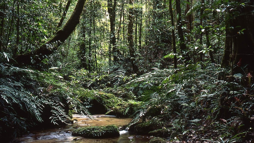 Lush green rainforest with a stream