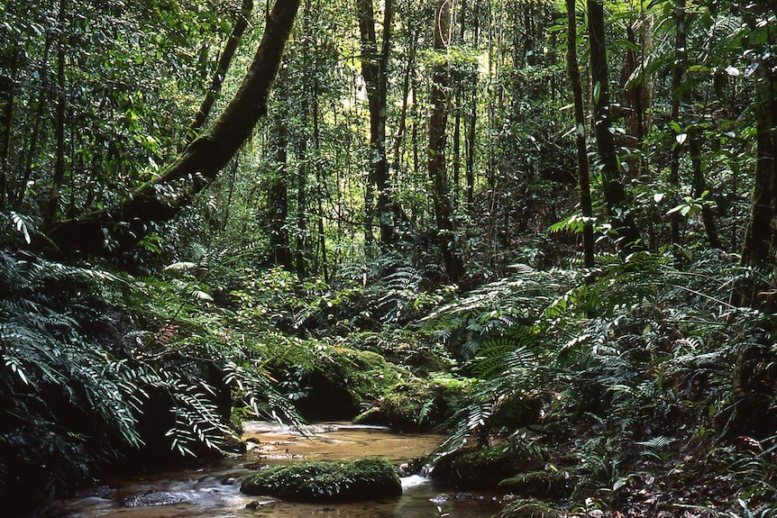 Lush green rainforest with a stream