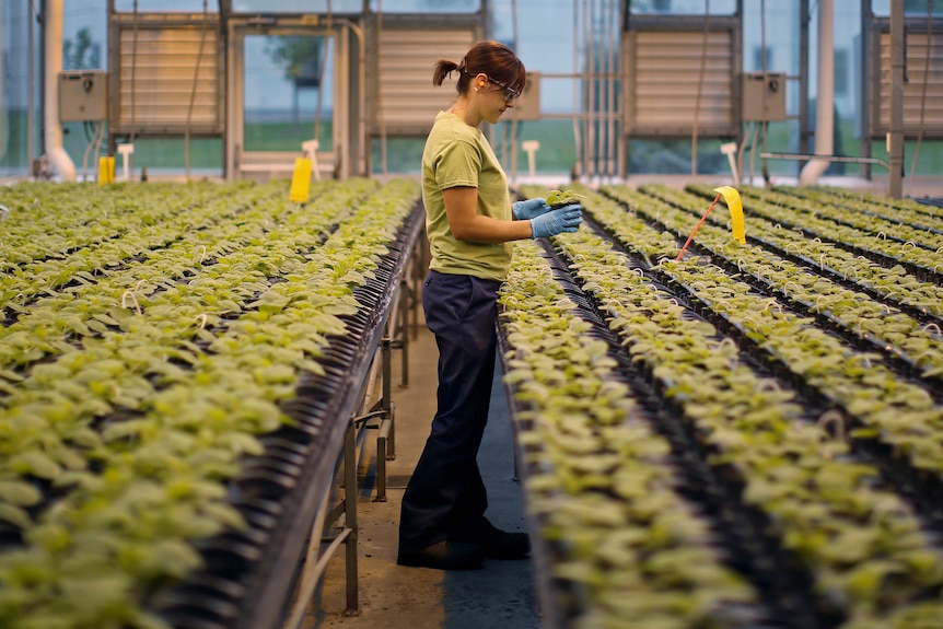 A woman holds a plant among many other plants. 