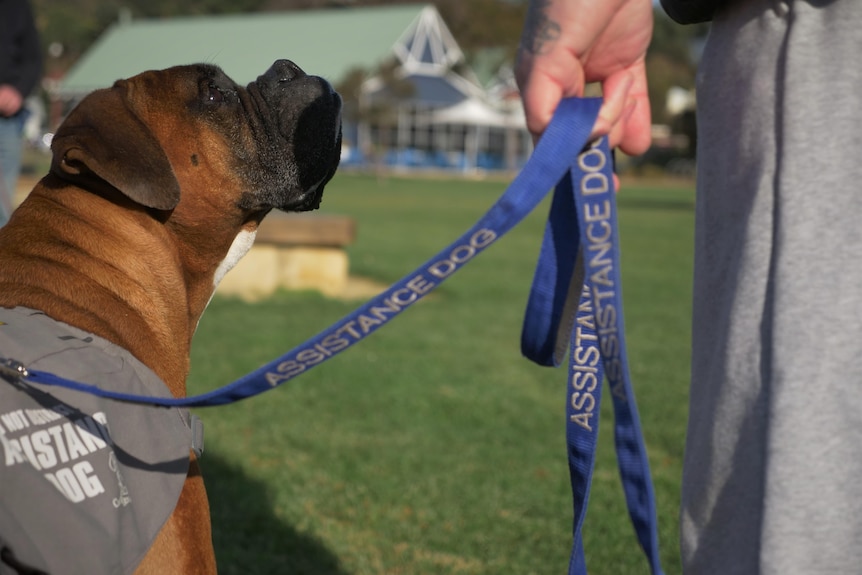 A bulldog on a lead looking up at the man holding it, who is mostly out of shot.