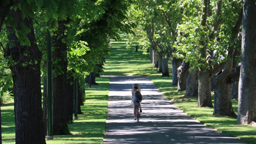 Boulevard of trees in central Melbourne