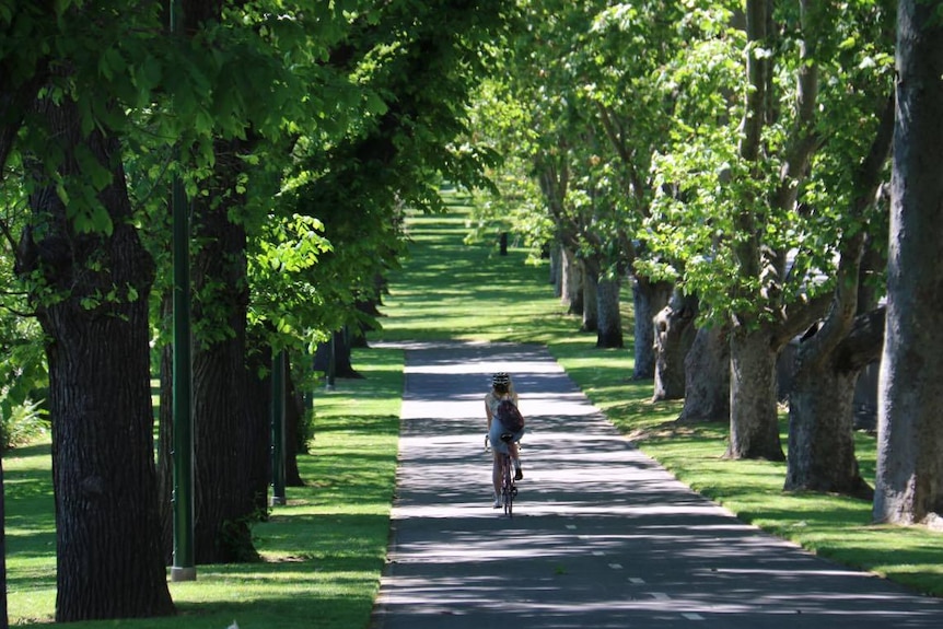 A woman rides a bicycle down a tree-lined path in a Melbourne park.