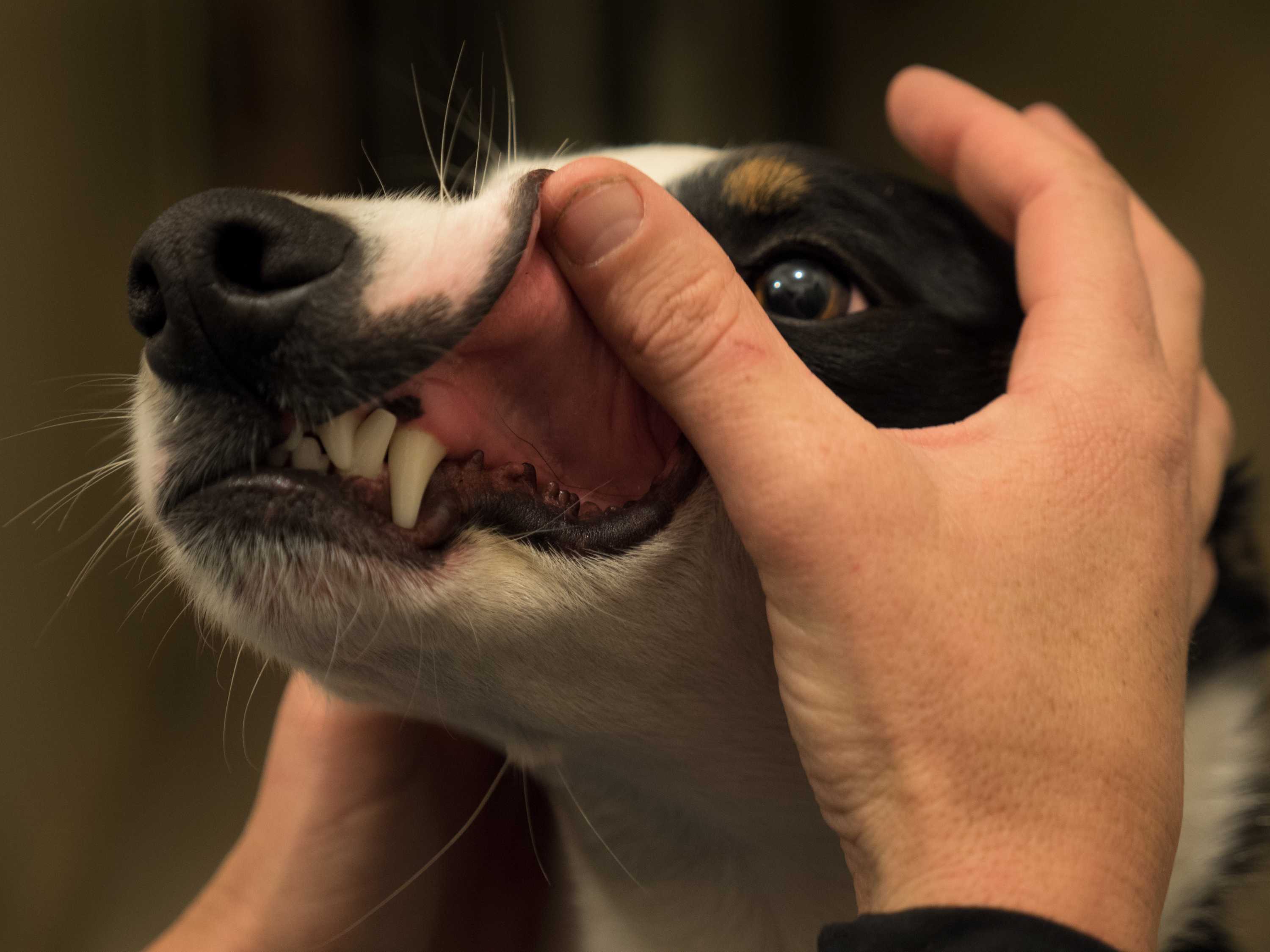 Brushing your dog's teeth daily can save you money, but would you be
