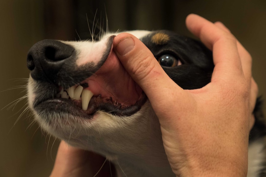 Lifting the lip on a dog's mouth to see her teeth.