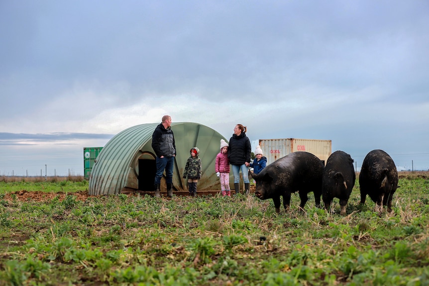 Three large pig eats grass in foreground while a family of five stands behind in paddock