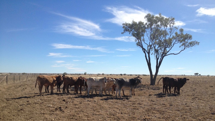 Weaner steers in a dry Queensland paddock