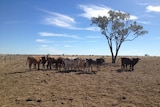 Weaner steers in a dry paddock