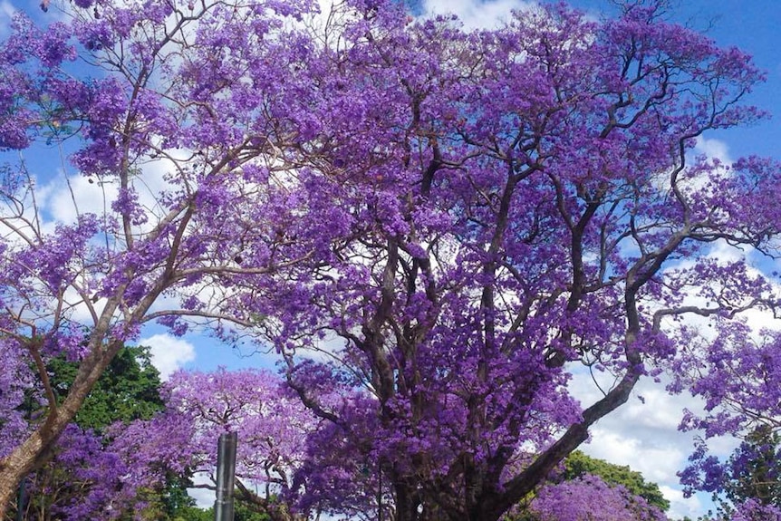 Jacaranda tree at train station in Brisbane.