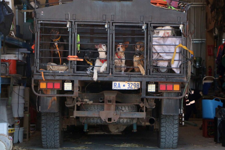 Five dogs in the back of a truck in a garage.