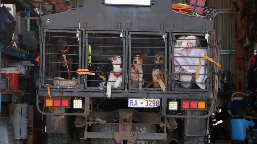 Five dogs in the back of a truck in a garage.