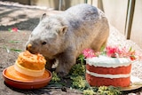Winnie the wombat eating cake