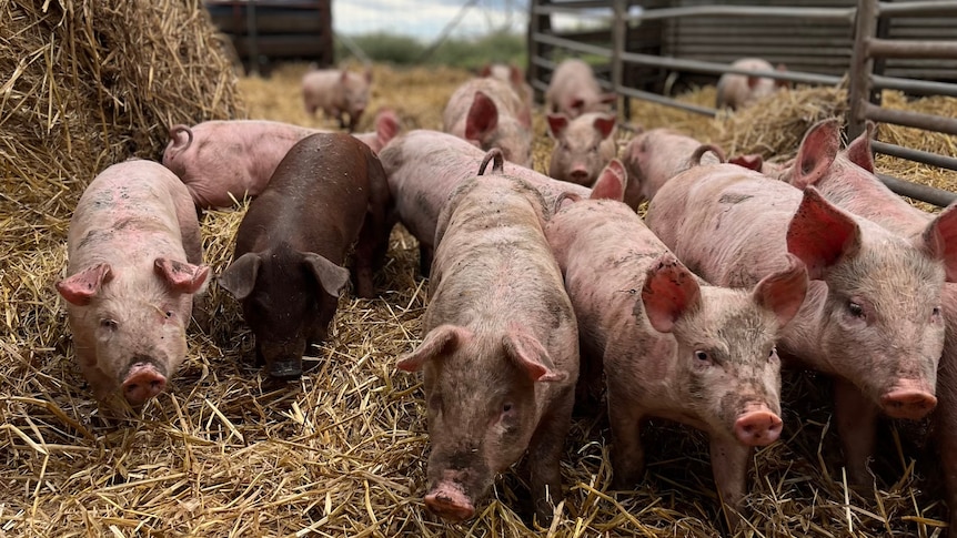 Piglets standing in hay 