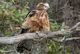 Brown feathered hawk sitting on a tree branch, green leafy bush background