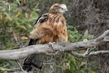 Brown feathered hawk sitting on a tree branch, green leafy bush background