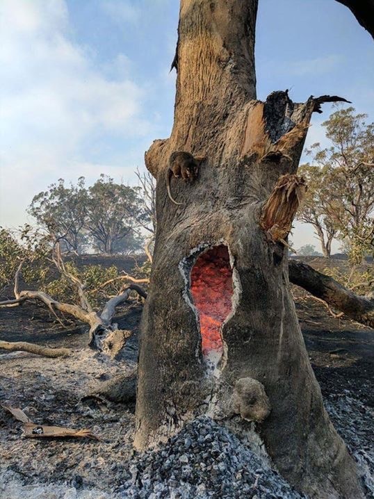 Animals take refuge on a burnt out tree stump.