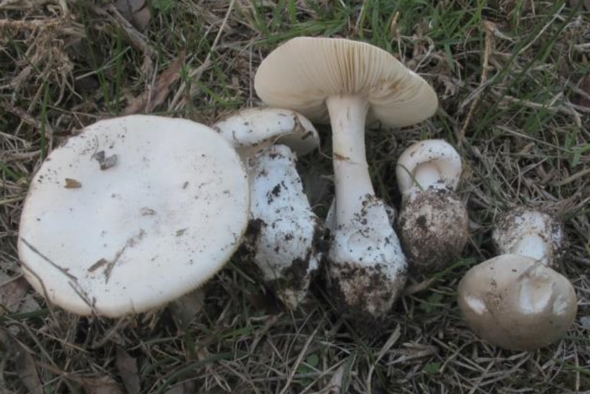 Marbled Death Cap mushroom