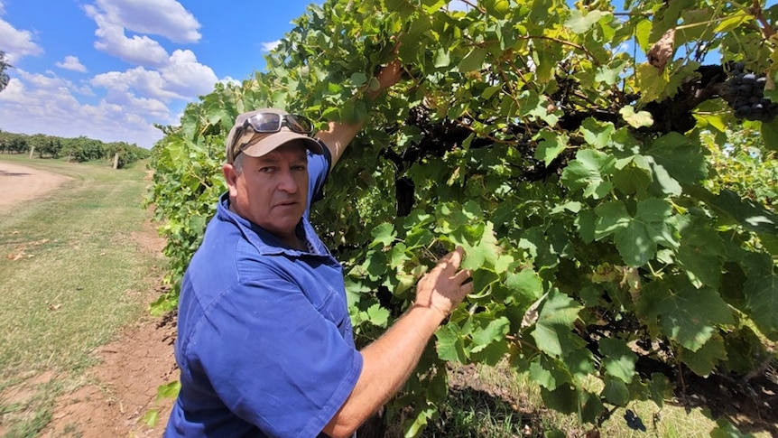 A man standing next to a vineyard