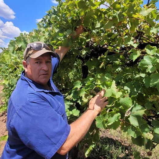 A man standing next to a vineyard