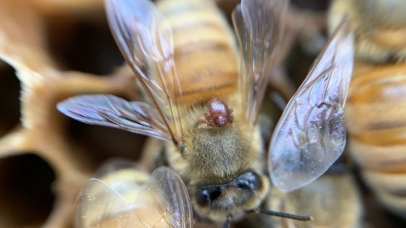 A reddish-brown parasite attached to a bee.