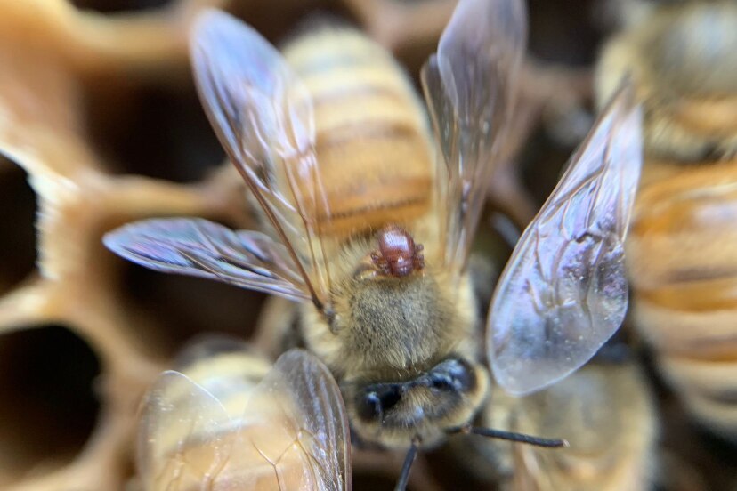 A little reddish-brown parasite on the back of a honey bee.
