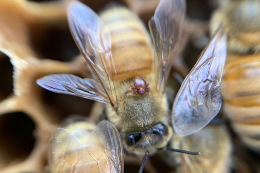 A reddish-brown parasite attached to a bee.