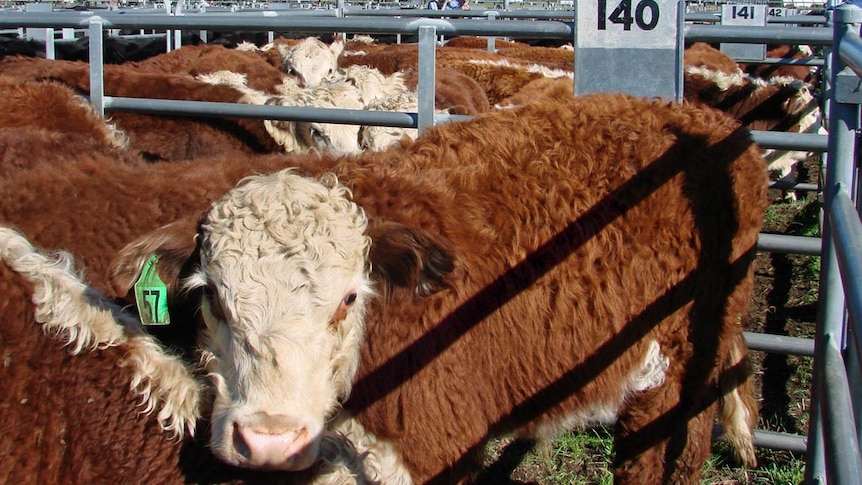 The Hunter's saleyards have been inundated with cattle, with producers not wanting to be left with excess stock over winter.