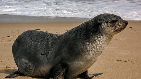 A seal sitting on a beach with the ocean in the background