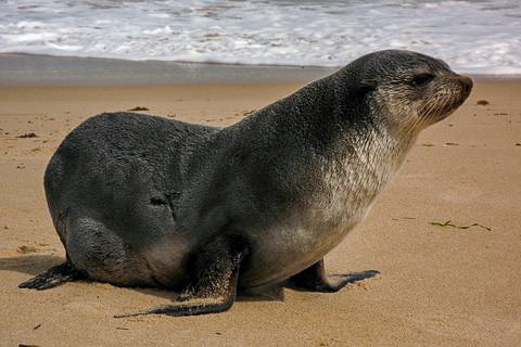 A seal sitting on a beach with the ocean in the background